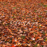 Fallen Leaves Floor - HSD Photography Backdrops