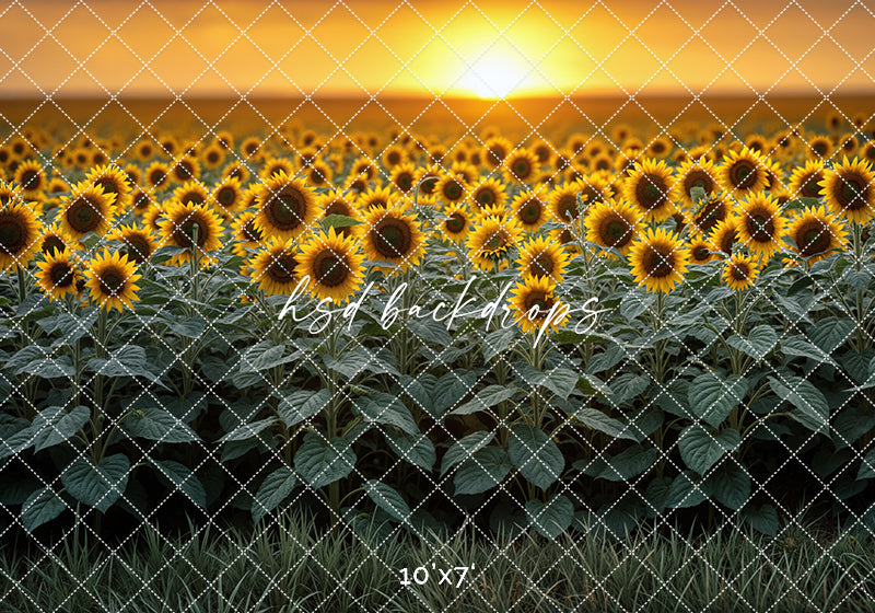 Sunflower Field Sunset (sweep options)