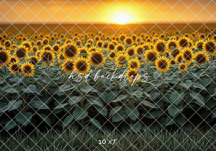 Sunflower Field Sunset (sweep options)