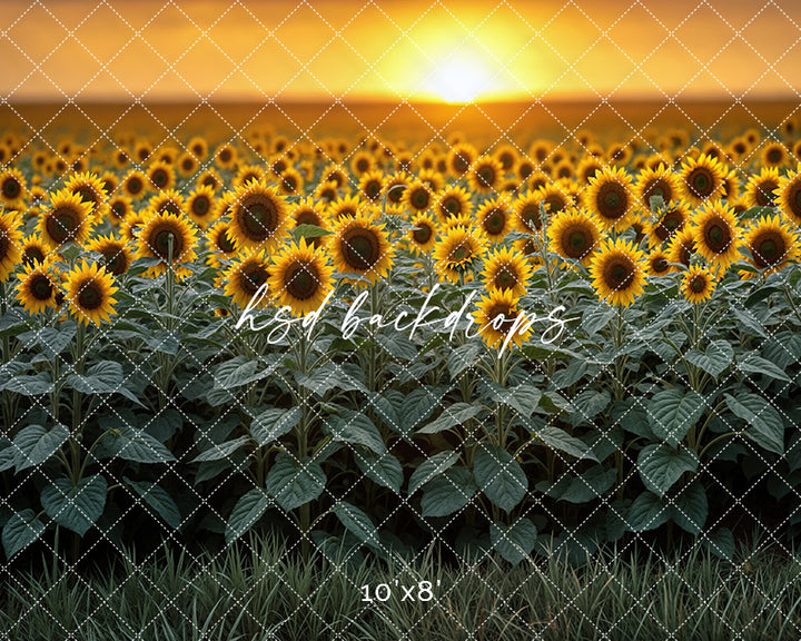 Sunflower Field Sunset (sweep options)