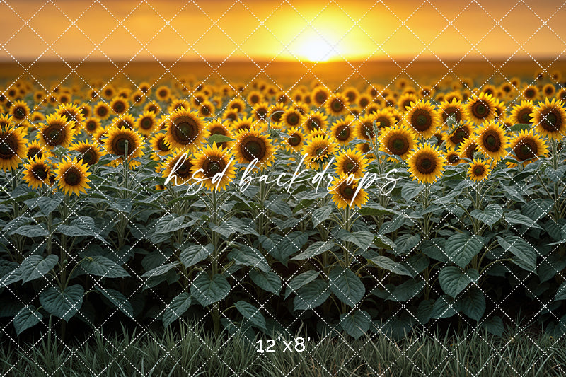 Sunflower Field Sunset (sweep options)