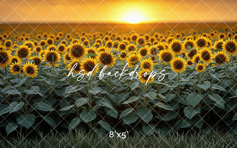 Sunflower Field Sunset (sweep options)