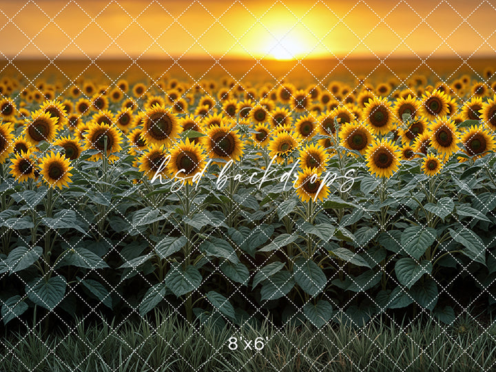 Sunflower Field Sunset (sweep options)