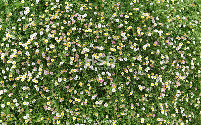 Covered in Daisies - HSD Photography Backdrops