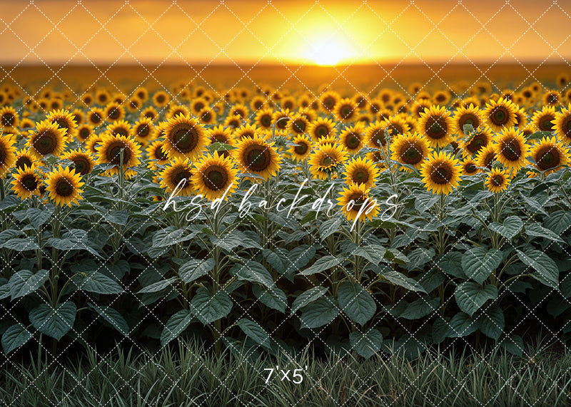 Sunflower Field Sunset Fall Backdrop with Pumpkins and Sunflowers – HSD ...