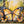 Monarch Butterfly - HSD Photography Backdrops 