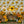 Sweet Sunflowers - HSD Photography Backdrops 