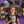 Haunted Village - HSD Photography Backdrops 