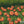 Pumpkin Field - HSD Photography Backdrops 