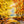 Autumn Woods - HSD Photography Backdrops 