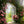 Enchanted Entrance - HSD Photography Backdrops 
