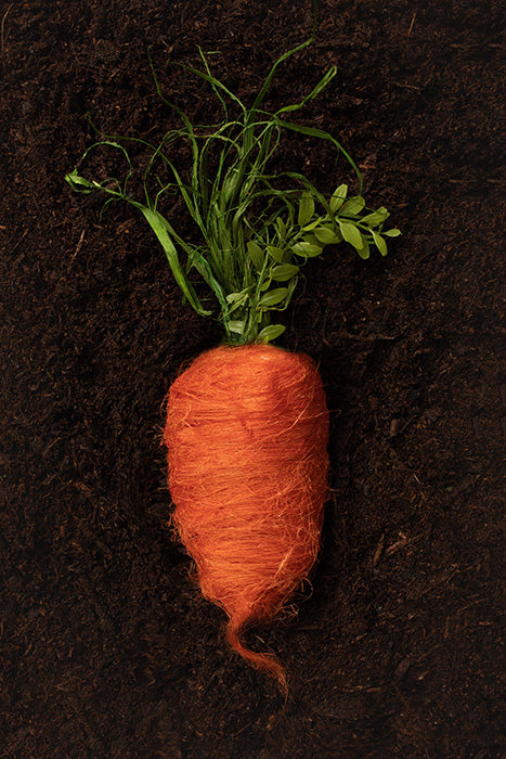I Carrot About You - HSD Photography Backdrops 