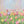 Photography Backdrop Background | Tulip Field - HSD Photography Backdrops 