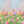 Photography Backdrop Background | Tulip Field - HSD Photography Backdrops 