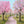 Cherry Blossom Trees - HSD Photography Backdrops 