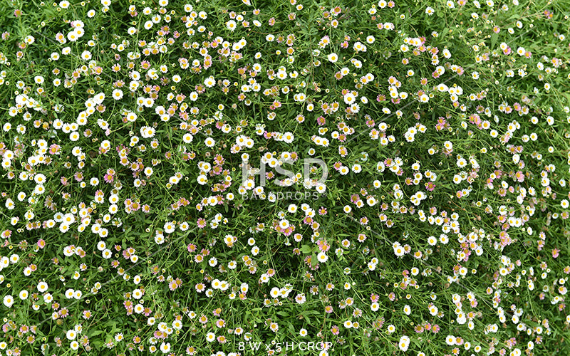 Covered in Daisies - HSD Photography Backdrops 