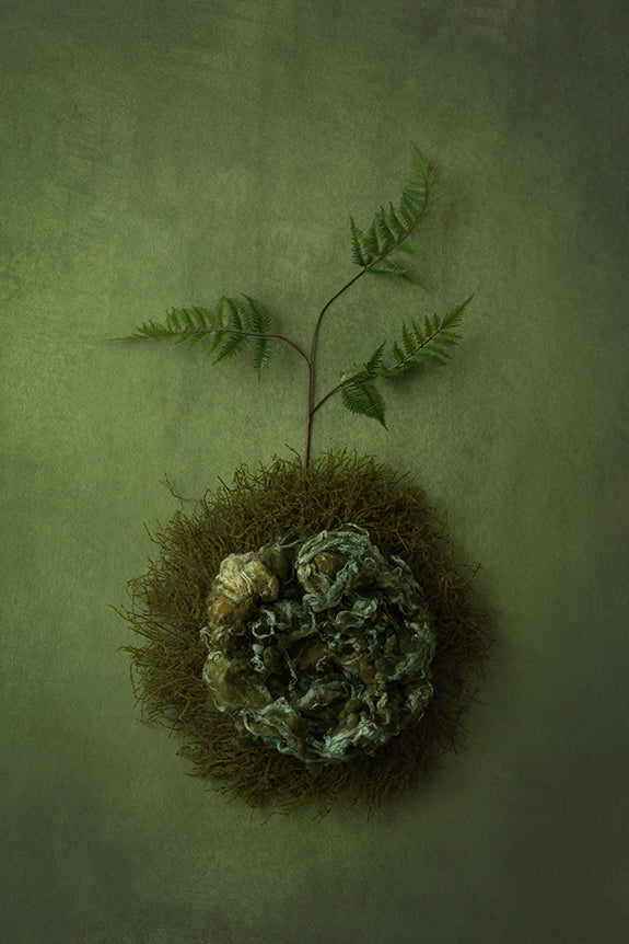 Seedling Collection | Digital - HSD Photography Backdrops 