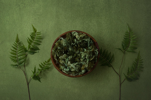 Where The Fern Grows | Seedling Coll. | Digital - HSD Photography Backdrops 