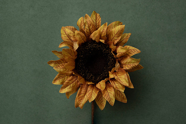 Sunflower Delight Coll. | Sweet Sunflower | Digital - HSD Photography Backdrops 