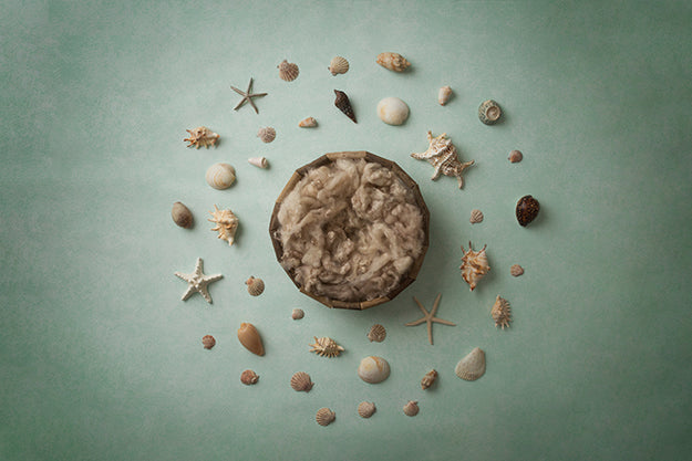 Under The Sea Coll. | Seashells | Digital - HSD Photography Backdrops 