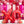 My Sweet Valentine - HSD Photography Backdrops 